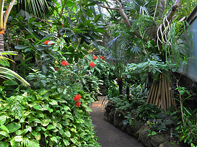 板橋区熱帯環境植物館